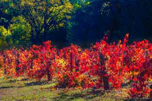 Autumn vinyard-7906 Autumn vinyard-7906
